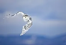 nature animals owls skies birds 2560x1600 wallpaper Art HD Wallpaper